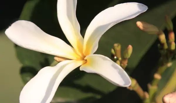 Vanilleblüte