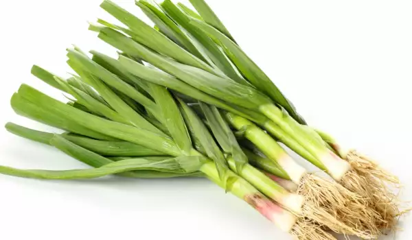 Frischer Knoblauch