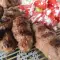 Cevapcici