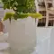 Klassischer Gin Fizz Cocktail