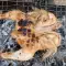 Gegrilltes Rebhuhn