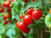 Pflanzung und Anbau von Cherrytomaten in Töpfen