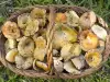 Edel-Reizker Pilz